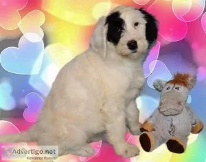 Remi Sheepadoodle