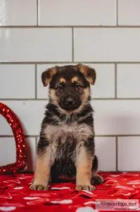 Rachelle German Shepherd