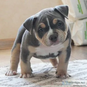LION - AMERICAN BULLY PUPPY FOR SALE