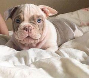 LUCKY - AMERICAN BULLY PUPPY FOR SALE
