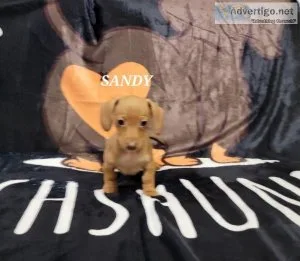 Sandy Dachshund
