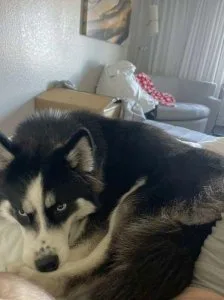 Gorgeous Papered 9 Mo Old Purebred Husky Puppy