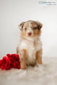 Heather Aussiedoodle