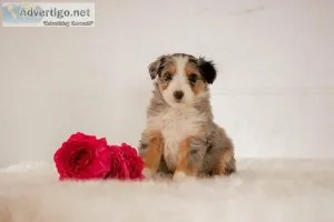 Tucker Aussiedoodle