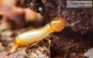 Termite Control Adelaide