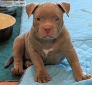BO - AMERICAN BULLY PUPPY FOR SALE