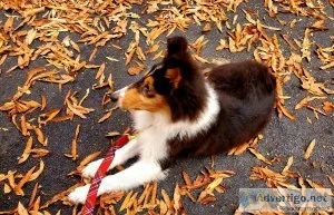 Collie Tricolor