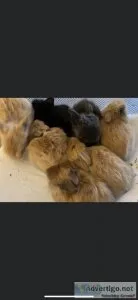 Free Pet Rabbits