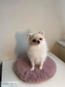 Teacup white Pomeranian female puppy
