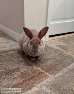 Buster the Bunny