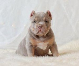 RIPPER - AMERICAN BULLY PUPPY FOR SALE