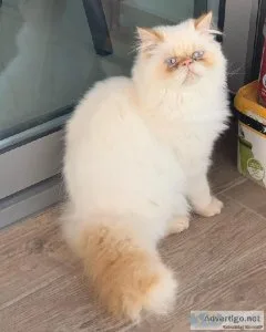 Adorable Persian Kittens available