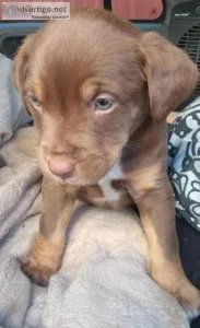 Cute chocolate rottie pup