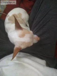 Chihuahua