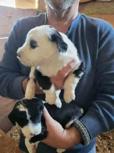 Sheepadoodles