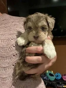 I am selling puppies from our new litter.