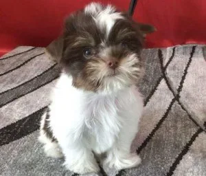 Chocolate Parti Yorkshire needing home