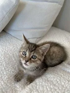 Female Bengal Kitten Still Available.
