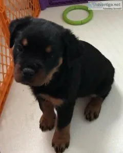 Rottweiler puppies for sale