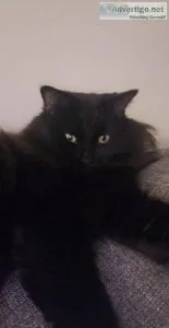 Long haired black cat.