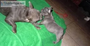 Rehoming AKC French Bulldog pup