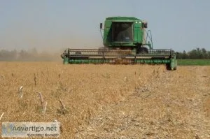 Easy Harvesting of Peas by Using Combine Concave System Technolo