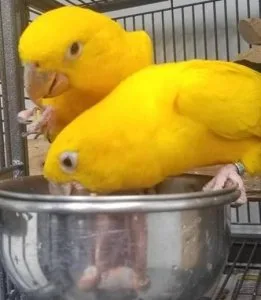 Tamed Golden Conure