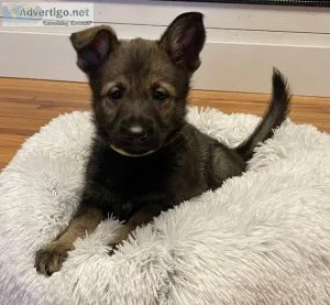 German Shepherd Puppies