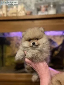 Beautiful Pomeranian puppies boys and girls kc registered