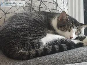 Gray and white indoor cat