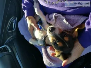AKC pocket beagle