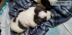 Newfoundland puppies