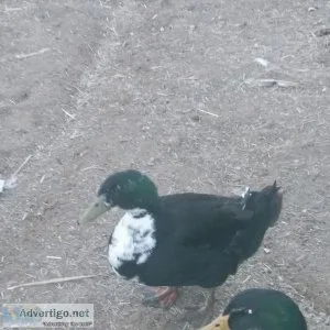 3 male ducks 1 yr old