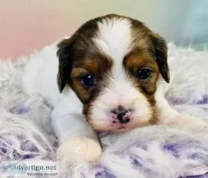 Lulu Cavapoo