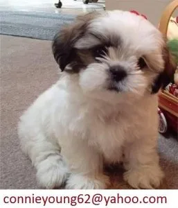 3 shih tzu puppies