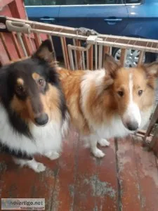 Collie Puppies sable and white