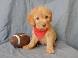 Bruno Mini Labradoodle