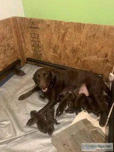 Chocolate Labrador Puppies for sale (LakewoodTacoma)