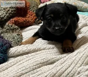 Pomeranian mix puppy for sale