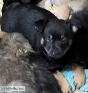 Pomeranian mix puppies