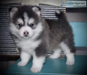 Pomsky And Siberian Husky Puppies