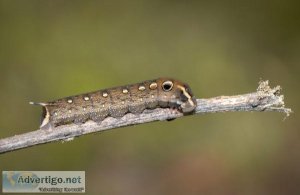 Pesky Pests- Fall Armyworms