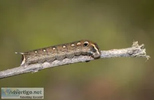 Pesky Pests- Fall Armyworms