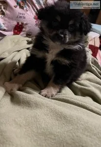 Pomeranian puppy for sale