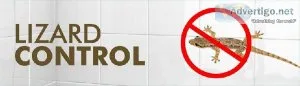 Lizard Control Services in Noida