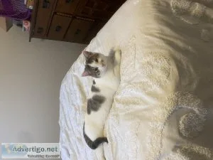 7 mo male cat