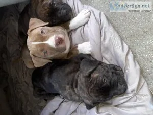 Bullys
