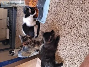 Free kittens