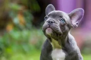 Pet meds for less