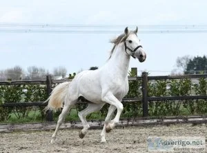 Snow white is a happy stallion with an affectionate and sometime